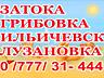 Информация о поездках на море Затока, Грибовка, Ильичевск.