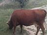Корова тельная, 6 лет