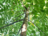 Nuc NEGRU American (Juglans nigra) Американский Черный орех