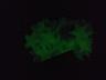 Звёзды фосфорные Светло-зеленые 100 шт на потолок светятся ночью