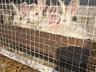 Vând iepuri de rasa california și neozeelandez alb, Șoldănești