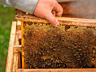 Мёд в сотах. Натуральный мёд от производителя! Другие продукты пчёл.