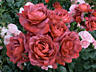Более 1500 сортов саженцев роз