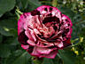 Более 1500 сортов саженцев роз