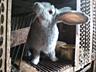 Кролики, порода Шиншила, калифорнийский, серебристый