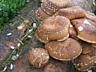 Мицелий грибов: вешенка К17, вешенка КЧ, белый гриб степной, шиитаке