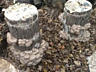 Мицелий грибов: вешенка К17, вешенка КЧ, белый гриб степной, шиитаке