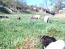 6 козликов и 2 полуторагодовалых козла