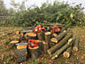 Taierea copacilor, lemnelor și pomilor, defrișare arbori avariați