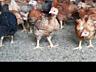 Продам цыплят