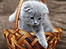 Шотландский вислоухий кот предлагает свои услуги для вязки!