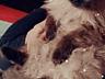 Гималайский кот приглашает кошечек на вязку