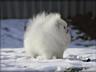 Померанский шпиц тип "мишка" супер мини размера белоснежного окраса