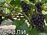 Продам саженцы винограда сорта-Розовая Изабелла, Кеша, Натали, Аркадия