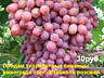 Продам саженцы винограда сорта-Розовая Изабелла, Кеша, Натали, Аркадия