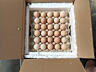 > Инкубационные яйца (маркированные) индюки, Бройлеры, гуси, куры,