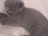 Шотландские котята блю-поинт и голубые