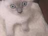 Шотландские котята блю-поинт и голубые