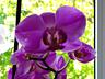 Продам или обменяю на орхидеи другого цвета