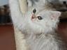 Срочно продам шотландского котенка серебристая шиншилла