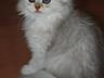 Срочно продам шотландского котенка серебристая шиншилла