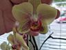 Орхидеи, детки орхидей