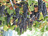 Продам виноград сорт "Бако черный" (Маковей)
