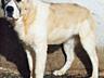 Продаются щенки Среднеазиатской овчарки - крупные, с документами!