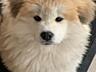 Щенок АКИТА ИНУ (Хатико)