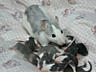 Крысята Дамбо самых разных окрасок