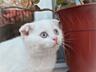 Белые вислоухие шотландские котята