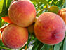 Cumparam pentru export rosii, mere, prune, struguri, suc din struguri