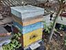 Продаю пчелосемьи вместе с ульями