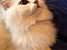 Продается котенок серебристой шиншиллы. Мальчик 5 месяцев. 100$