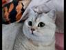 Продается котенок серебристой шиншиллы, мальчик 5 месяцев