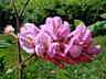 Семена. акация розовая. seminte salcim roz. цветет до самых заморозков