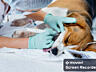 Ветеринарная помощь, операции, ультразвуковая чистка зубов, стрижка