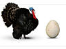 Яйцо на инкубацию, кур (Брама, голошейка) и мускусное (немых уток).