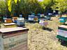 Продаем здоровые и активные пчелосемьи с ульями!