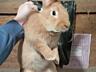 Продам кроликов бургундской породы с. Карагаш