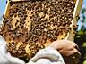 Продаю пчелосемьи и отводки с молодыми матками высокого качества