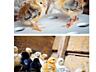 Суточные цыплята от домашних кур в Тирасполе