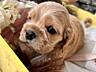 Cocker Spaniel se vînd cățeluși / продаются щенки