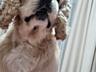 Cocker Spaniel se vînd cățeluși / продаются щенки