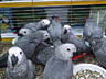 Африканские серые попугаи для усыновления