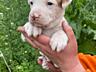 Fetițe Pitbull La comanda Toata Moldova, Trimitem și peste hotare