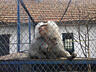 Excursie la Suceava(Cetatea de scaun+Radauti(zoo)-1100 lei/1 persoana