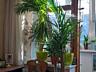 Большие растения для дома или офисов!