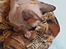 Очаровательные Котята канадского сфинкса готовятся к продаже.