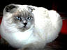 Вязка вислоухого шотландца Молодой кот Поинт с затемненным корпусом